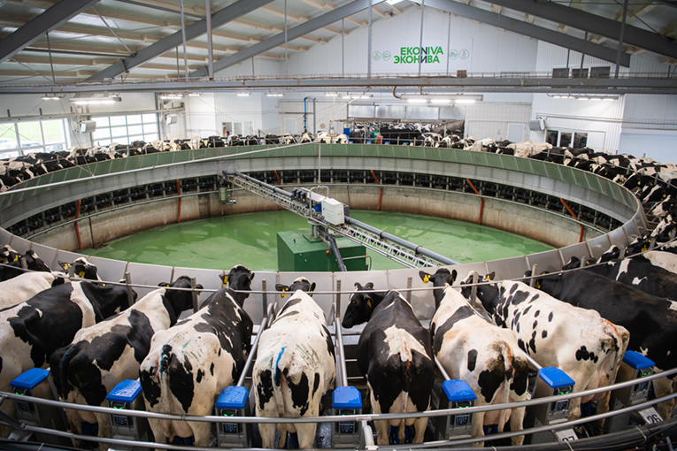 Dairy production