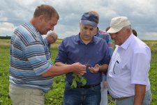 День поля в Курской области