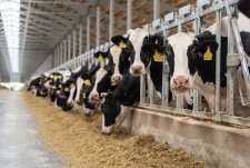 Opening of Penevichi dairy