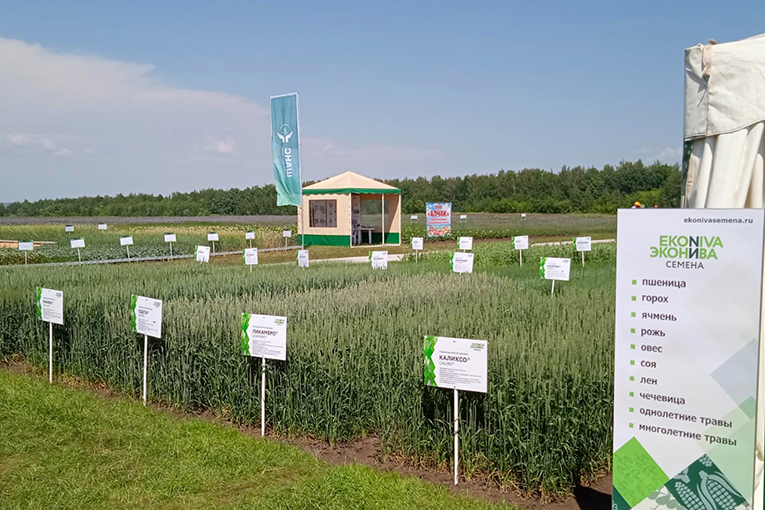 EkoNiva’s new in-house bred varieties on exhibition in Kazan