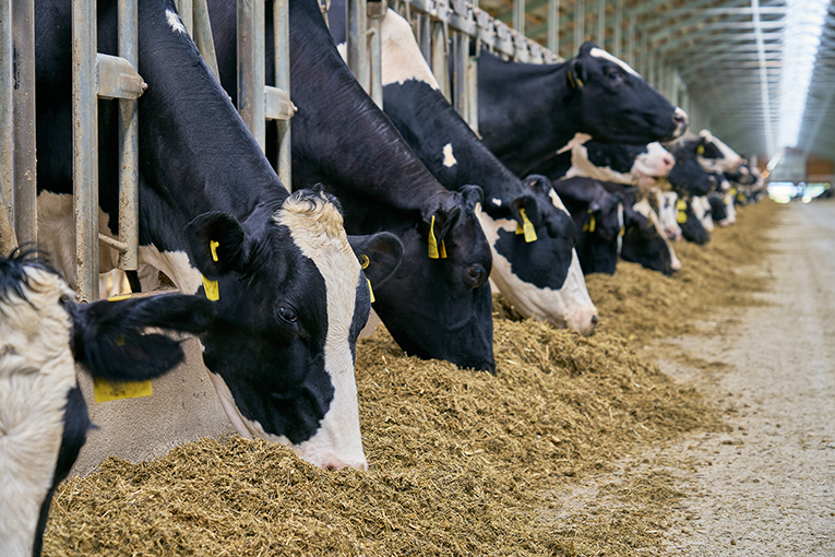 EkoNiva has increased dairy herd productivity